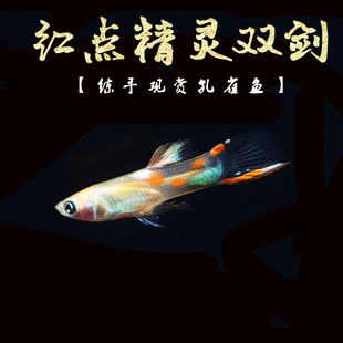 红点精灵双剑 纯种超红点精灵孔雀鱼草缸热带鱼观赏鱼活体热带淡