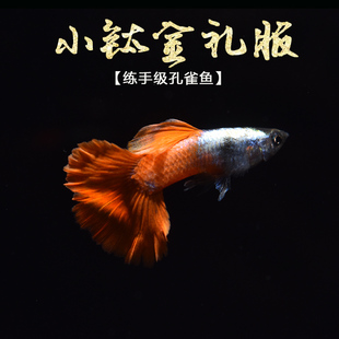 小钛金红尾 铂金礼服红尾孔雀鱼小型热带胎生观赏鱼活体热带鱼