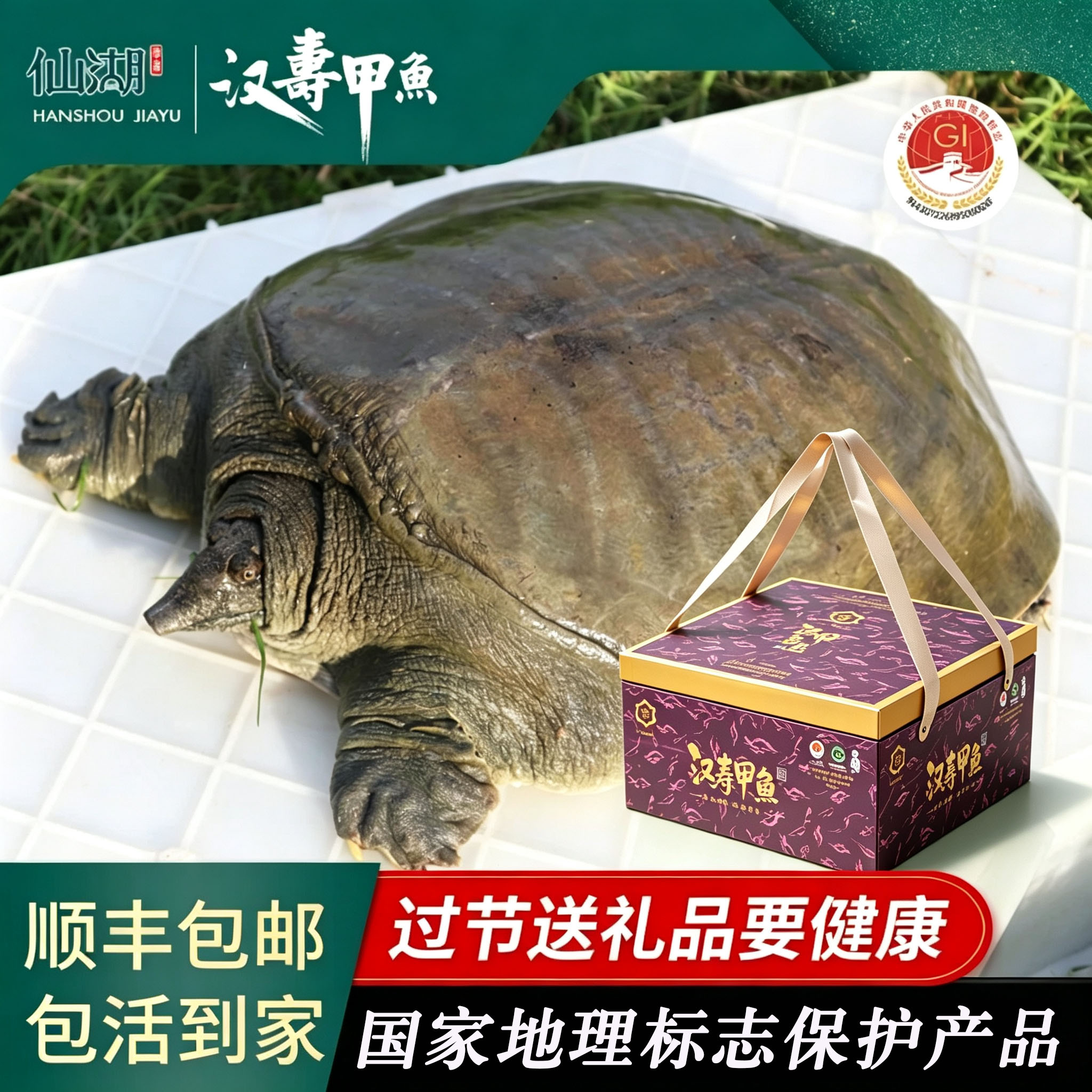 汉寿甲鱼仙湖甲鱼包活到家图片