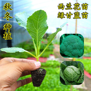 西兰花秧苗花菜苗西兰花菜苔秧苗盆栽绿甘蓝苗白花菜苗耐寒蔬菜苗