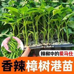 樟树港辣椒苗湖南正宗樟树港辣椒苗樟树港原种辣椒苗蔬菜苗辣椒苗