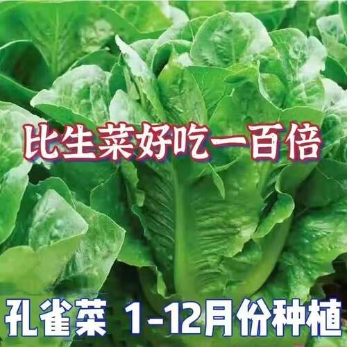 孔雀菜苗沙拉菜苗罗马直立生菜苗