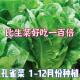 孔雀菜苗孔雀幼苗罗马直立生菜苗阳台盆栽沙拉菜苗沙拉孔雀菜苗