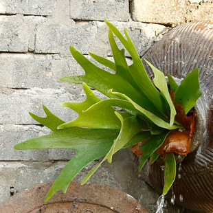 腾飞园艺 鹿角蕨喜阴室内欧美风网红蕨类植物二岐鹿角蕨 只售精品