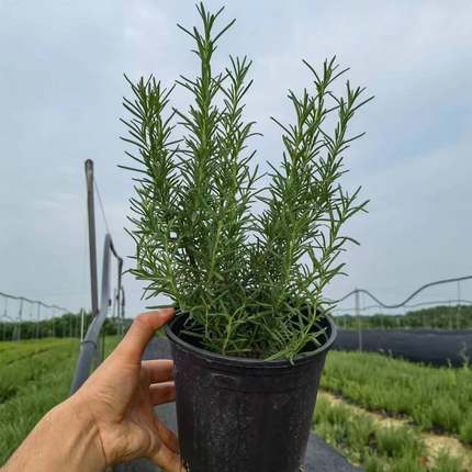 腾飞园艺可食用迷迭香盆栽驱蚊清香助眠四季常青精品绿植基地直发