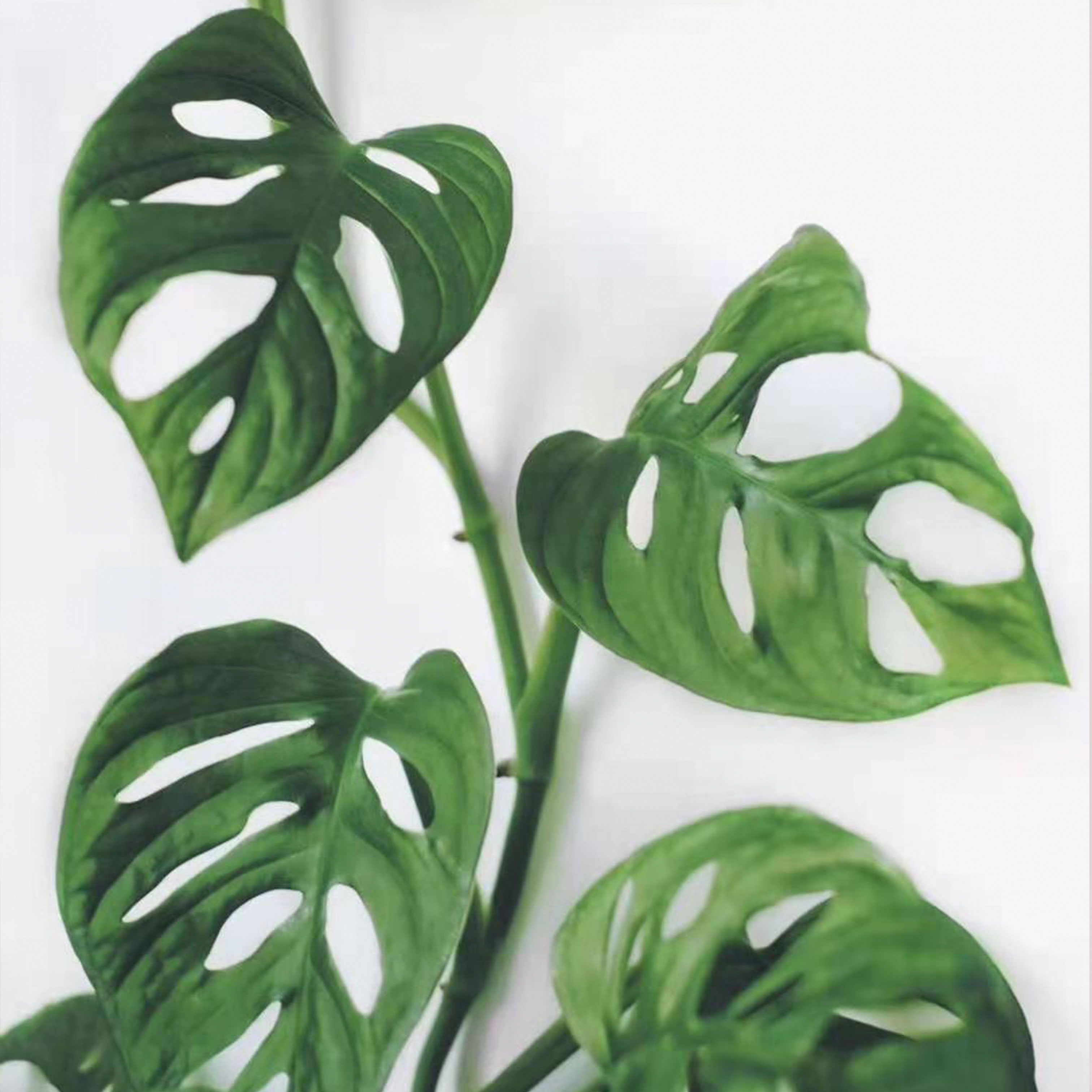仙洞龟背竹米歇尔爬藤植物巨洞耐阴北欧风观叶盆栽吸甲醛净化空气