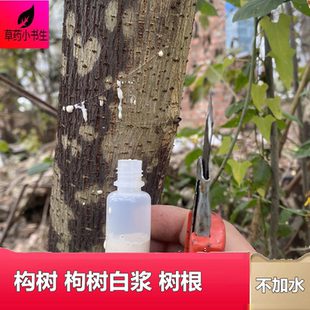 构树汁白浆不兑水 枸树叶根白浆中药材新鲜农村楮桃树 楮实子皮水