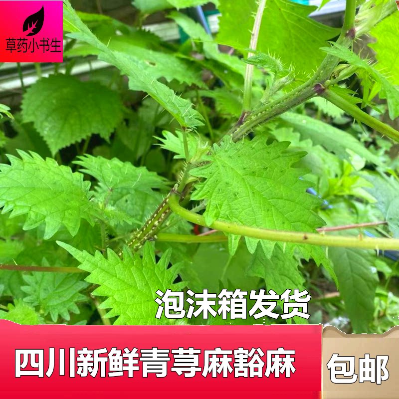 四川乡下新鲜红花白荨麻豁麻活麻枝条500克 带根叶子枝条泥土现挖