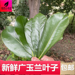 新鲜广玉兰树叶子绿色实拍DIY叶片包邮500克保鲜发货材料泡茶泡酒