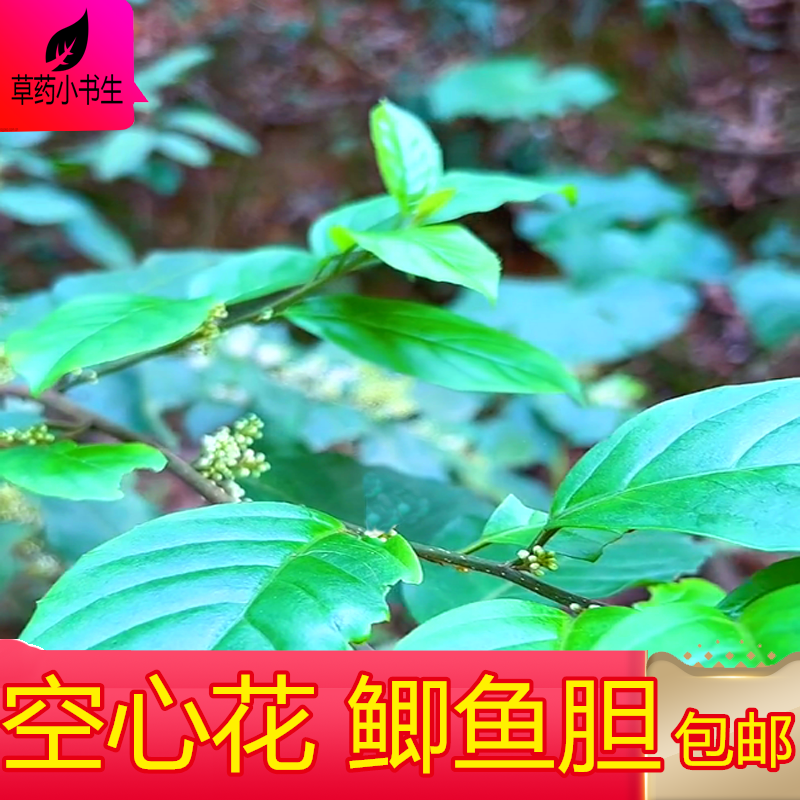 新鲜 鲫鱼胆草药树叶子晒干切断 包邮一斤食用农产品今年新