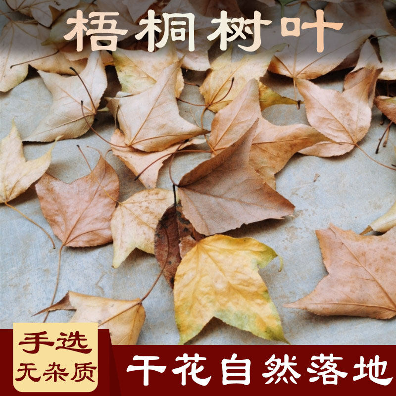 梧桐树叶中药材500克梧桐树叶包邮