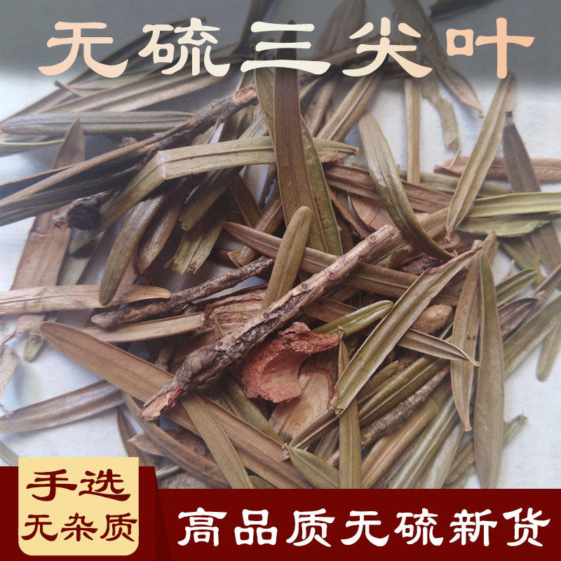 三尖杉中药材榧子血榧石榧水柏子藏杉桃松松山榧树白头杉岩杉