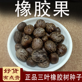 橡胶果中药材橡胶树种子实人人果实尼卡果实三叶橡胶树林木种子