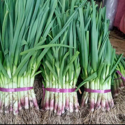 陕西新鲜紫皮蒜苗现挖红皮青蒜苗红根蒜苗本地蒜苗子新鲜蔬菜包邮