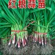 新鲜红根蒜苗红皮大蒜苗新鲜青蒜苗新鲜香叶带泥紫皮红根大蒜苗