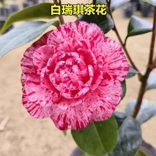 白瑞奇美国稀有进口名贵品种山茶花玫瑰型阳台庭院四季常青绿植
