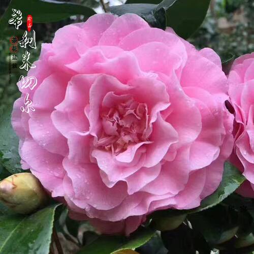 西利米切尔进口山茶花苗 室内外盆栽办公室客厅庭院花卉绿植包邮