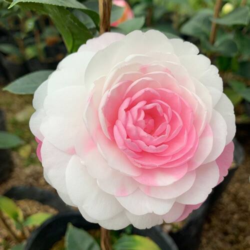 精品热销 斑水屋 盆栽茶花树苗室内庭院阳台四季绿植净化空气包邮