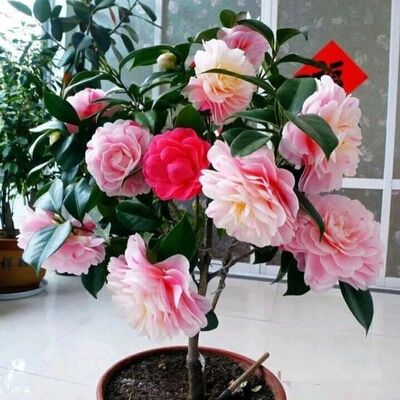 乔伊山茶花盆栽树苗特色名贵精品一树多色季庭院阳台花卉绿植包邮