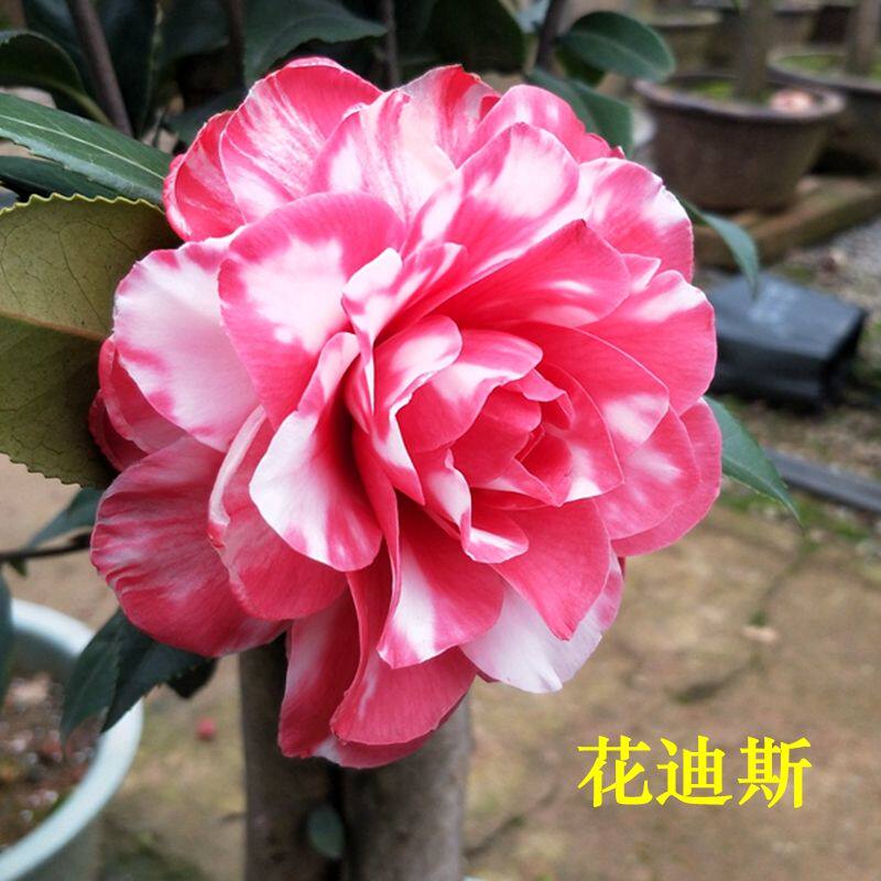 特色花迪斯红色狄斯名贵花种茶花盆栽带花苞绿植阳台庭院植物 - 实物图
