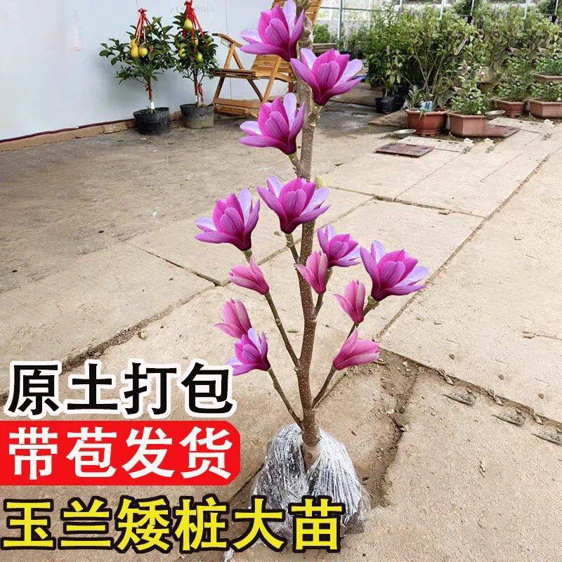 紫玉兰花树带花苞庭院别墅植物耐冻耐寒浓香型花卉室内栽好养盆栽