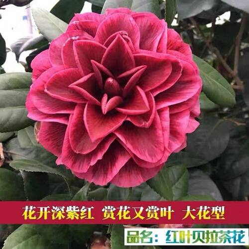红叶贝拉茶花苗纯色花开复色紫叶贝拉山茶花苗易结苞花卉盆栽包邮