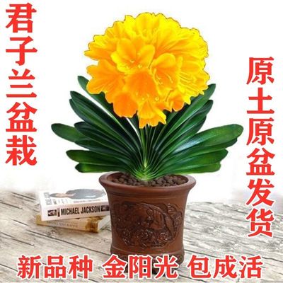 绿植盆栽当年开花四季常青君子兰