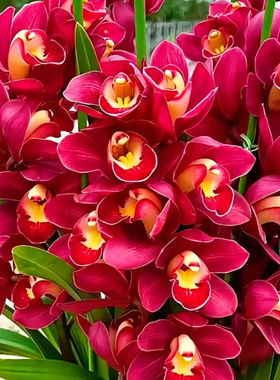 【红宝石兰花】浓香型兰花苗当年开花红色大花养不死的花四季懒人