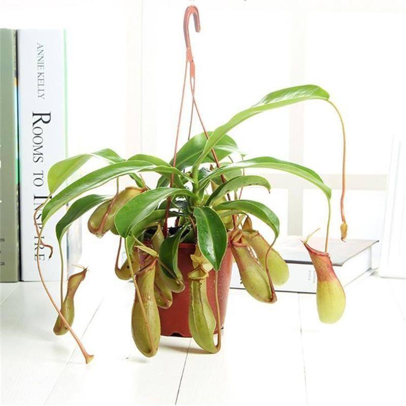 猪笼草盆栽夏天驱蚊食蚊植物室内客厅庭院吊挂绿植花吸蚊子植物