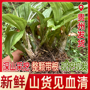 鲜货见血清500g贵州深山天然生长见血清整株鲜货中药材干货包邮