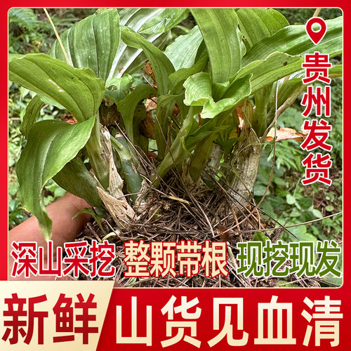 鲜货见血清500g贵州深山天然生长见血清整株鲜货中药材干货包邮