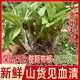 鲜货见血清500g贵州深山天然生长见血清整株鲜货中药材干货 包邮