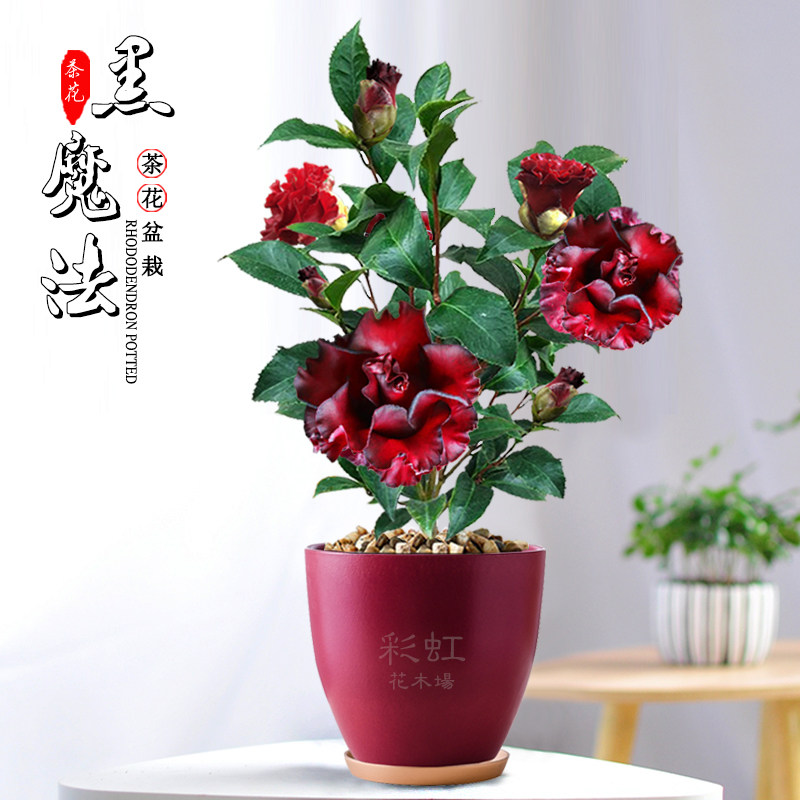 黑魔法茶花树原生盆栽红到发黑带蜡质感绿植花卉阳台名贵树苗福建