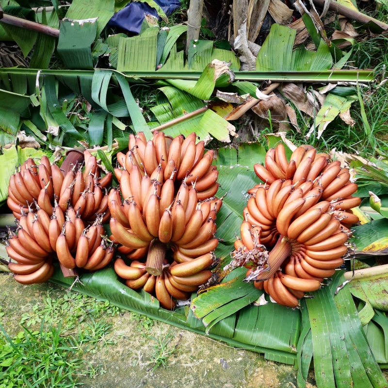 红皮香蕉香蕉现摘现发