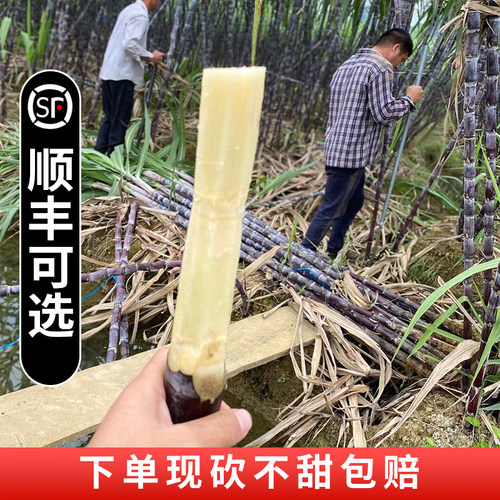 新鲜现砍正宗广西薄皮黑皮甘蔗