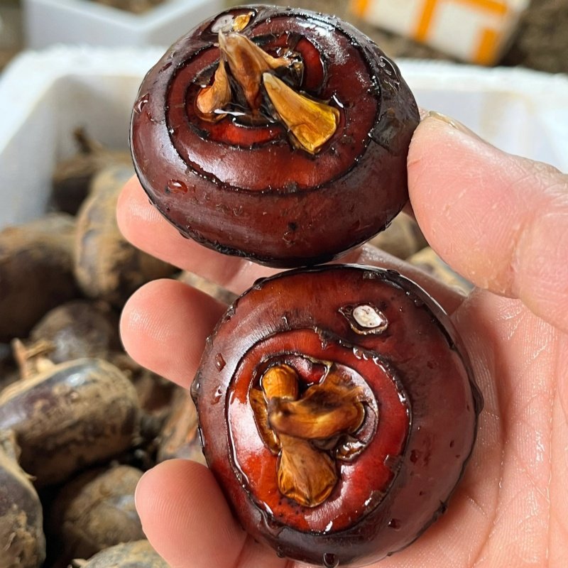 新鲜现挖带泥水果马蹄荸荠下火