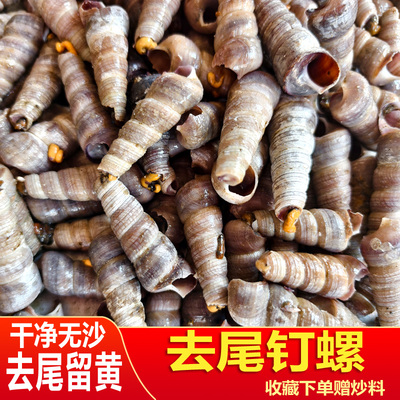 钉螺鲜活去尾海螺捞汁小海鲜麻辣钉螺新鲜水产商用海鲜水产海螺丝
