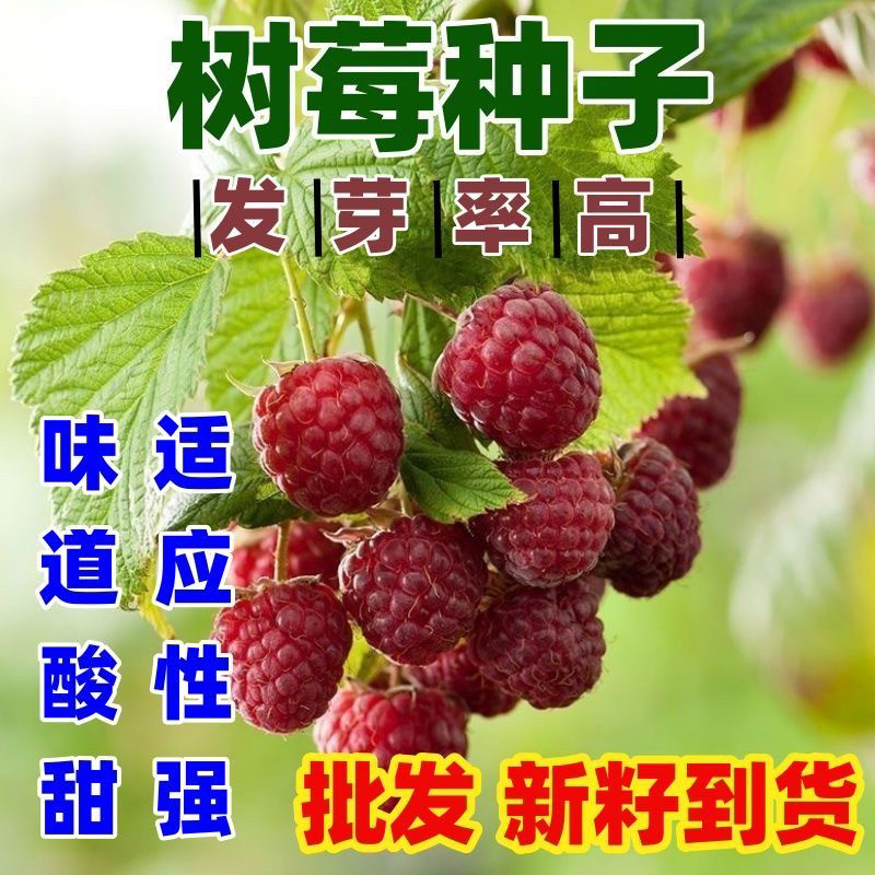 高产红树莓种子四季耐热耐冬耐冻家庭园艺种子