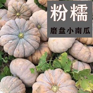 磨盘土南瓜种子粉糯甜磨盘老南瓜农家庭院南瓜种子南北方匀可种植