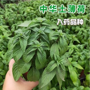 正宗可食用中华土薄荷苗中药材盆栽驱蚊新鲜清凉的野薄荷四季常青