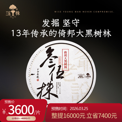 【老爷说不将就】2026年头春新茶叁伍株倚邦大黑树林头春古树