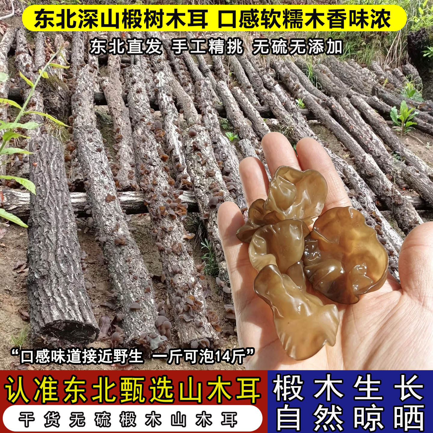 椴木木耳东北特产黑木耳天然特级干货长白山秋木耳天然干品非野生