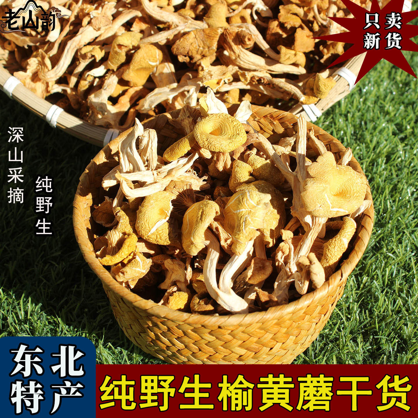 东北野生榆黄蘑鸡油菌干货特级黄金菇黄丝菌煲汤食用菌蘑菇小黄蘑