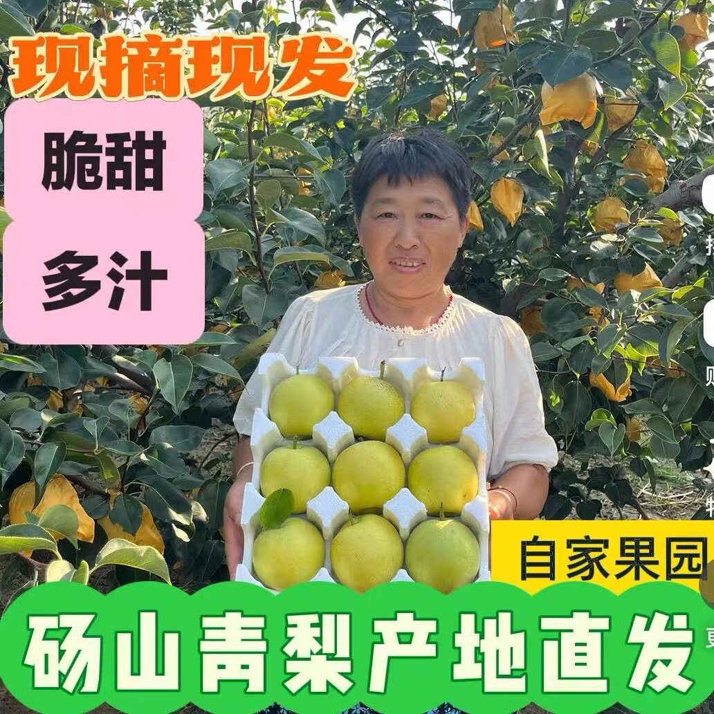 正宗砀山皇冠不催熟不抹药孕妇水果现摘现发新鲜 自家果园头茬