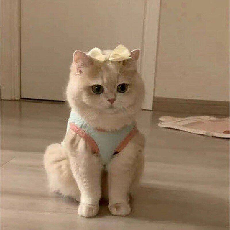 空调猫咪防毛可爱夏季薄款背心衣服布偶猫小幼马卡龙衣四脚宠物