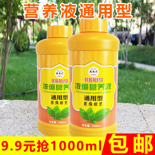 多多1号营养液有绿萝水培盆栽