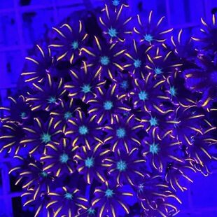 金边绿心大手星花珊瑚软体新手容易养繁殖海水缸宠物