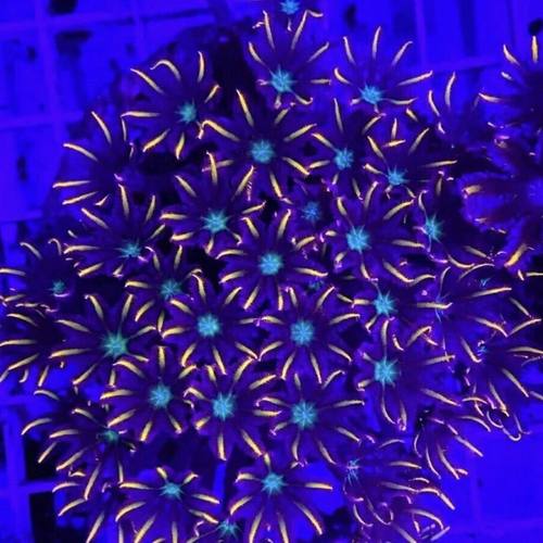 金边绿心大手星花珊瑚软体新手容易养繁殖海水缸宠物