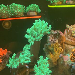 活体珊瑚圣诞树 日本麦穗 荧光绿麦穗海水缸观赏