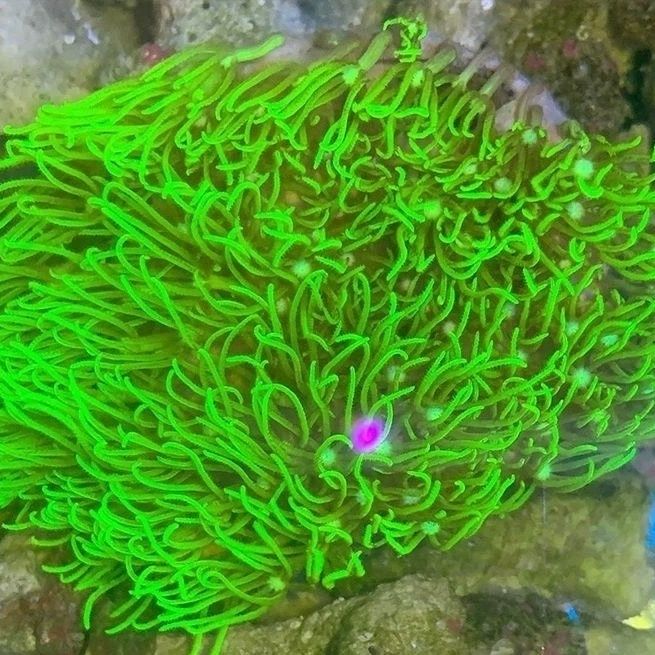 荧光绿草皮珊瑚北海绿草皮日本草皮lps软体人工草皮珊瑚生物海缸